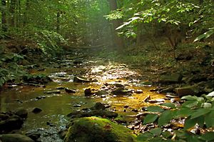 Beaver Creek Tributary