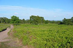 Bickerton heathland