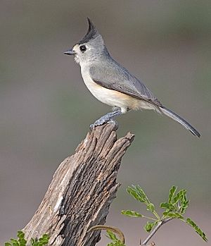 Black-crested Titmouse.jpg