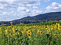 Blick auf neustadt hambach