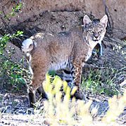 Bobcat, Benson, AZ.jpg