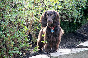 Boykin Spaniel April Jet