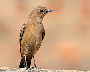 Brown rock chat (Oenanthe fusca).jpg