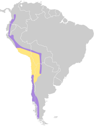 Buteo albigula map.svg