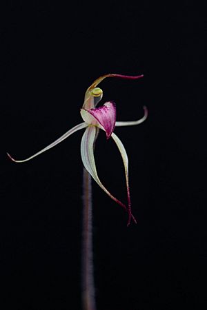 Caladenia fitzgeraldii.jpg