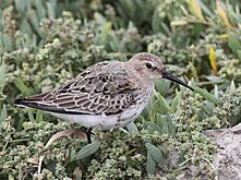 Calidris alpina pibydd y mawn