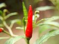 Capsicum Malaysia