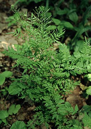 Cardamine impatiens eF.jpg