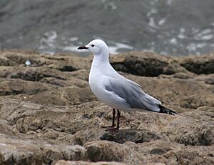 Chroicocephalus hartlaubii.jpg