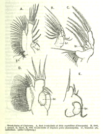 CladoceraTrunkLimbs