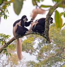 Colobus guereza Mantelaffen