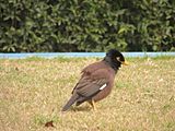 Common Myna basking