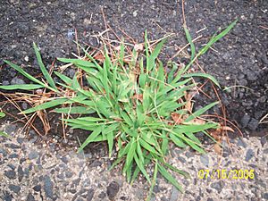 Crabgrass.JPG