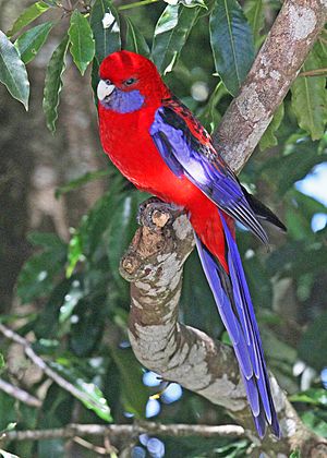 Crimson Rosella JCB