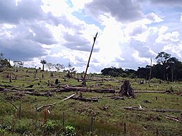 Deforestation of Rainforest