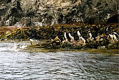 Diving Snares Penguin