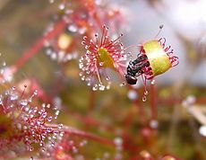 Drosera anglica ne4.jpg