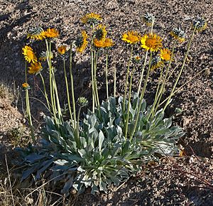 Enceliopsis argophylla 1.jpg