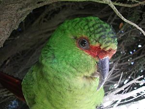 Enicognathus leptorhynchus en Chiloé.JPG