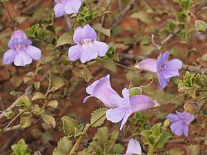 Eremophila enata (leaves and flowers).jpg