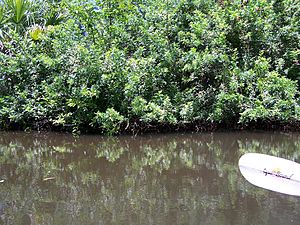 Estero river plant life