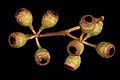 Eucalyptus melliodora fruit