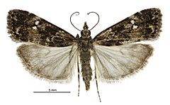 Eudonia dinodes female.jpg