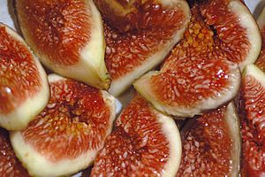 Figs