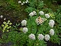 GT Hemlock Water Dropwort