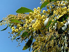 Golden-wattle