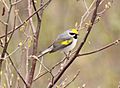 Golden-winged Warbler, Leeman Rd., Sagola, Dickinson Co., MI, 19 May 2015 (17888848236)