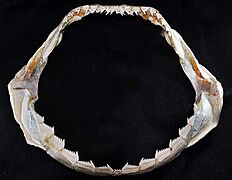 Hexanchus griseus jaws male