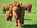 Highland Cattle 4