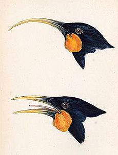 Huia-heads