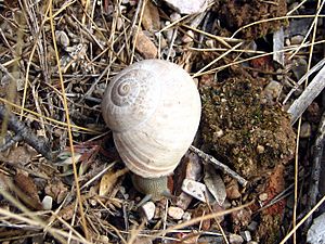 Iberus gualterianus alonensis3