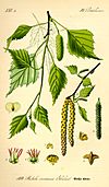 Illustration Betula pendula0