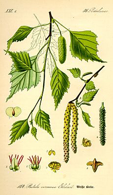 Illustration Betula pendula0