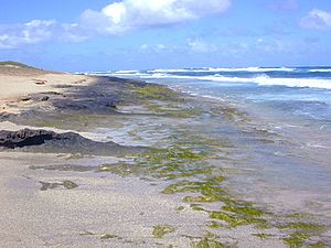 Intertidal greenalgae