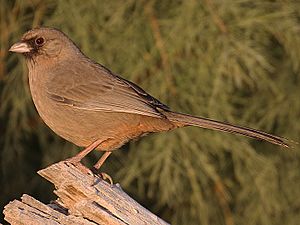 James William Abert's Towhee