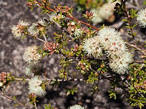 Kunzea bracteolata flowers showing bracts.jpg