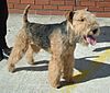 Lakeland Terrier.jpg