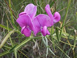 Lathyrus latifolius (pèsol bord)