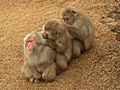 Macaca fuscata, grooming, Iwatayama, 20090201