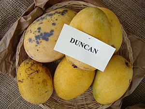 Mango Duncan Asit fs8.jpg