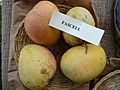 Mango Fascell2 Asit fs.jpg