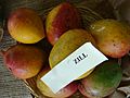 Mango Zill Asit fs8.jpg