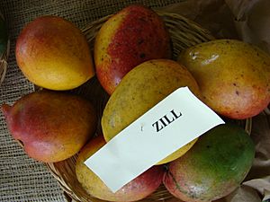 Mango Zill Asit fs8.jpg