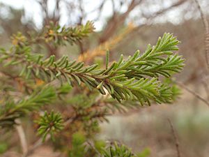 Melaleuca beardii foliage.jpg