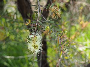 Melaleuca serpentina (leaves, flowers).JPG