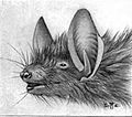 Myotis nigricans illustration